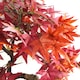 image 3 of Artificial Bonsai Tree Red Maple Bonsai 50cm Leaf Design Trees Realistic Plant Botanik | Red | One Size