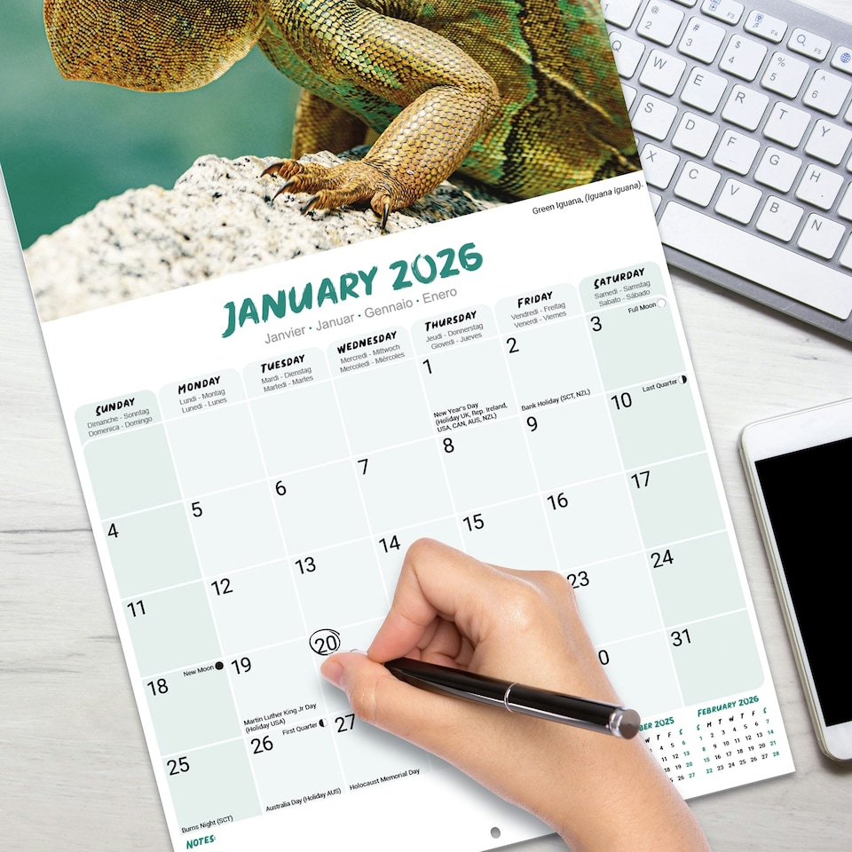 image 1 of Lizards 2026 Calendar | Square Wall Calendar | Reptile Gift | Plastic Free Packaging | by Avonside Publishing