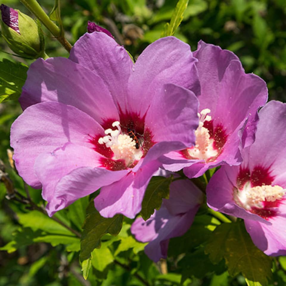 image 1 of Hibiscus Woodbridge 3L pot award winning shrub