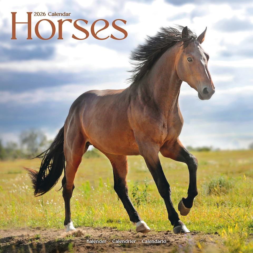 image 1 of Horses 2026 Calendar | Square Wall Calendar | Animal Gift | Plastic Free Packaging | by Avonside Publishing