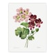 image 1 of Geranium Flowers Illustration Redoute Vintage Huge Wall Art Print 18X24 In