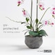 image 5 of Homescapes White Orchid 52 cm Phalaenopsis in Cement Pot Extra Large, 5 Stems