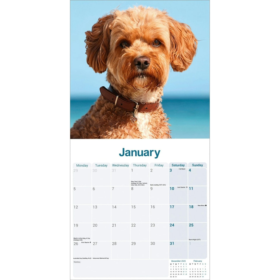 image 1 of Cavapoo 2026 Calendar | Square Wall Calendar | Dog Breed Gift | Plastic Free Packaging | by Avonside Publishing