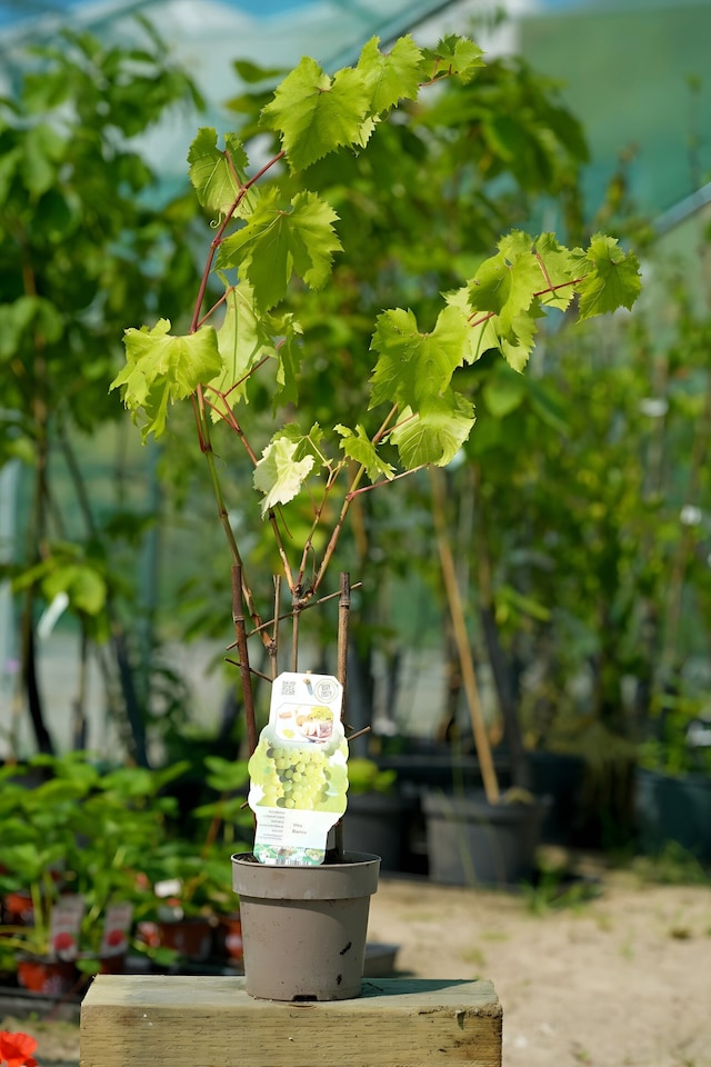 image 1 of Grape Vine 'Bianca' - Disease-Resistant Outdoor White Variety