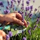 image 3 of Carbeth Plants 2 x Lavender angustifolia Herb Plants in 14cm Pots - Ready to Plant