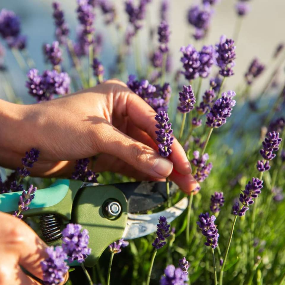 image 1 of Carbeth Plants 2 x Lavender angustifolia Herb Plants in 14cm Pots - Ready to Plant