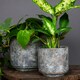image 3 of Tivoli Planter Earth Grey