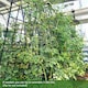 image 8 of COSTWAY 2 Pack Garden Plant Trellis Stakes for Climbing Plants