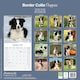 image 2 of Border Collie Puppies 2026 Calendar | Square Wall Calendar | Dog Breed Gift | Plastic Free Packaging | by Avonside Publishing