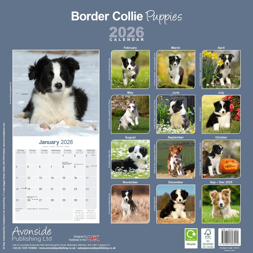 image 1 of Border Collie Puppies 2026 Calendar | Square Wall Calendar | Dog Breed Gift | Plastic Free Packaging | by Avonside Publishing