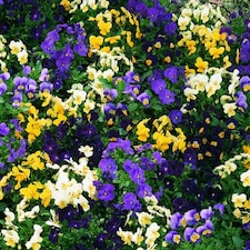 Viola Bedding Supreme Mixed Colourful Bedding Plants Seeds 1 Packet x 50 Seeds by Thompson & Morgan