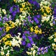 image 1 of Viola Bedding Supreme Mixed Colourful Bedding Plants Seeds 1 Packet x 50 Seeds by Thompson & Morgan