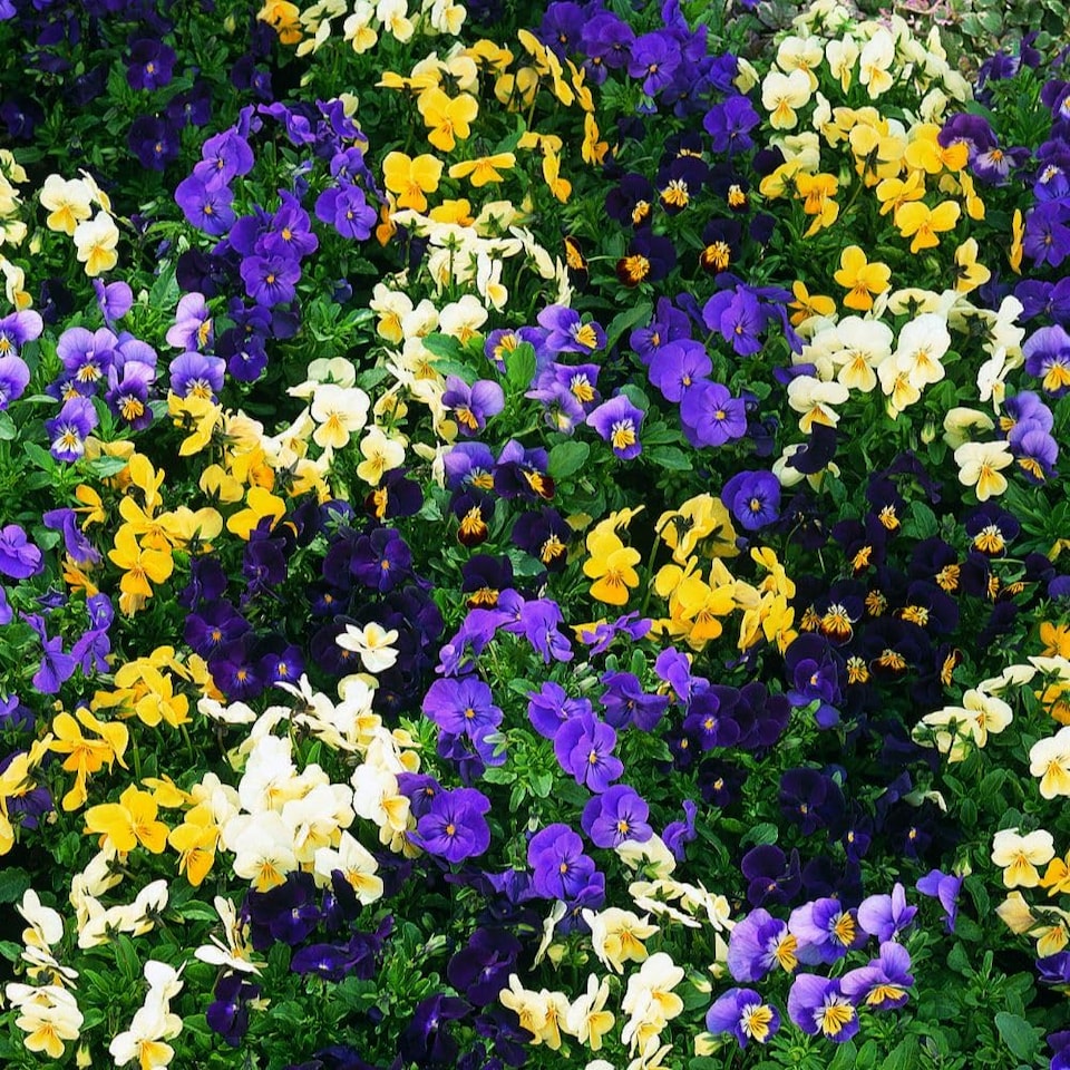 image 1 of Viola Bedding Supreme Mixed Colourful Bedding Plants Seeds 1 Packet x 50 Seeds by Thompson & Morgan