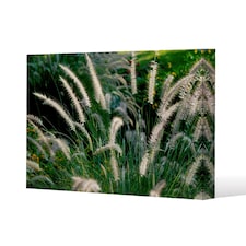 decorative cat tail grass growing along a walkway (Canvas Print) / 61 x 91 x 4cm | Multi