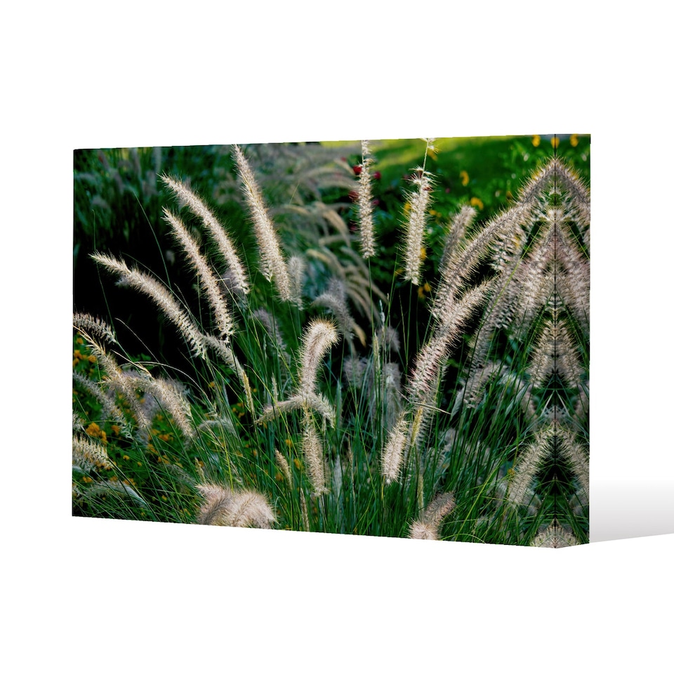 decorative cat tail grass growing along a walkway (Canvas Print) / 61 x 91 x 4cm | Multi
