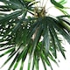 image 2 of Raphis Palm Artificial Tree 100cm - Realistic plant by Botanik | Green | 3ft