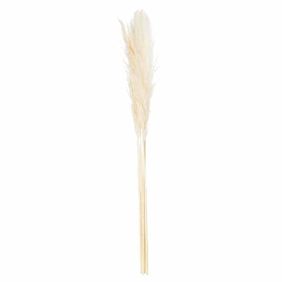 image 1 of Pampas Grass Stem Artificial Plant - H120 cm - Cream