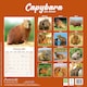 image 2 of Capybara 2026 Calendar | Square Wall Calendar | Animal Gift | Plastic Free Packaging | by Avonside Publishing