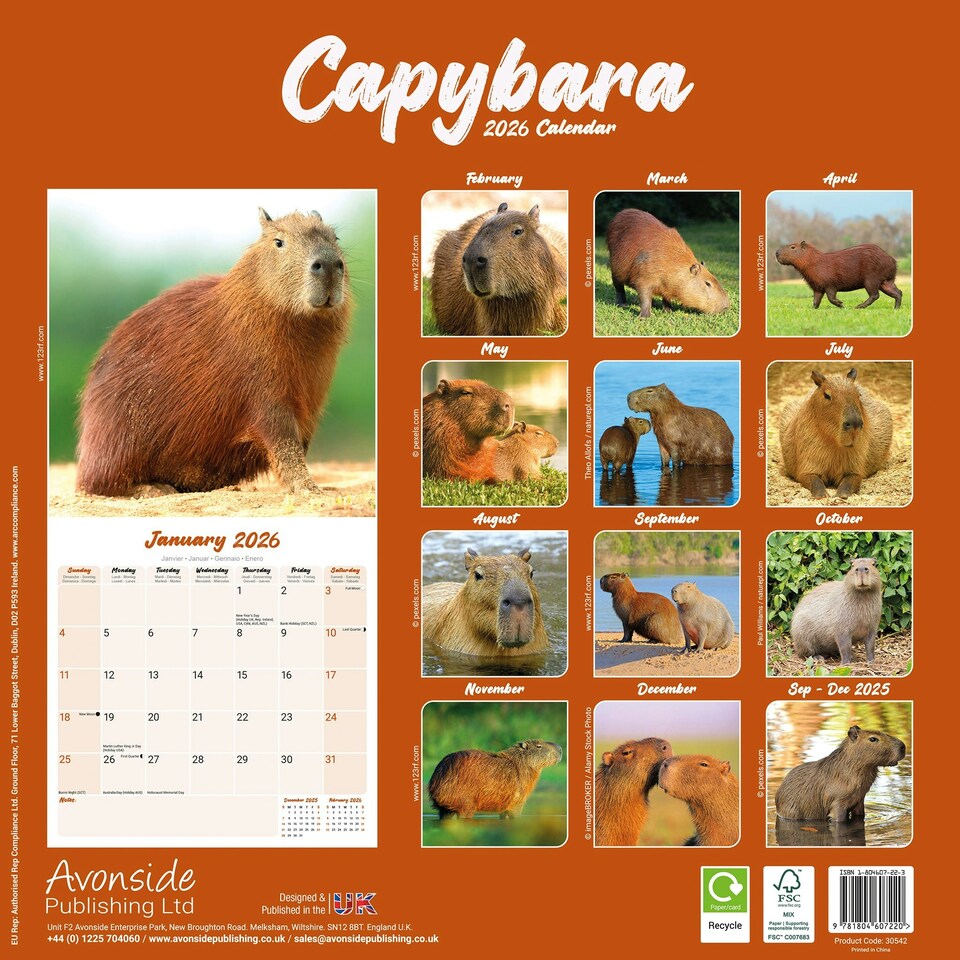 image 1 of Capybara 2026 Calendar | Square Wall Calendar | Animal Gift | Plastic Free Packaging | by Avonside Publishing