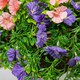 image 2 of Primrose Artificial Petunia Flowers Rattan Hanging Basket Purple Pink 30cm