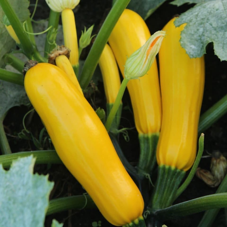 Courgette Cucurbita pepo Butterstick F1 1 Seed Packet (10 Seeds)