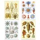 image 2 of Set of 4 Ernst Haeckel Nature Vintage Octopus Biology Sea Art Print Poster Home Decor 12x16 Inch