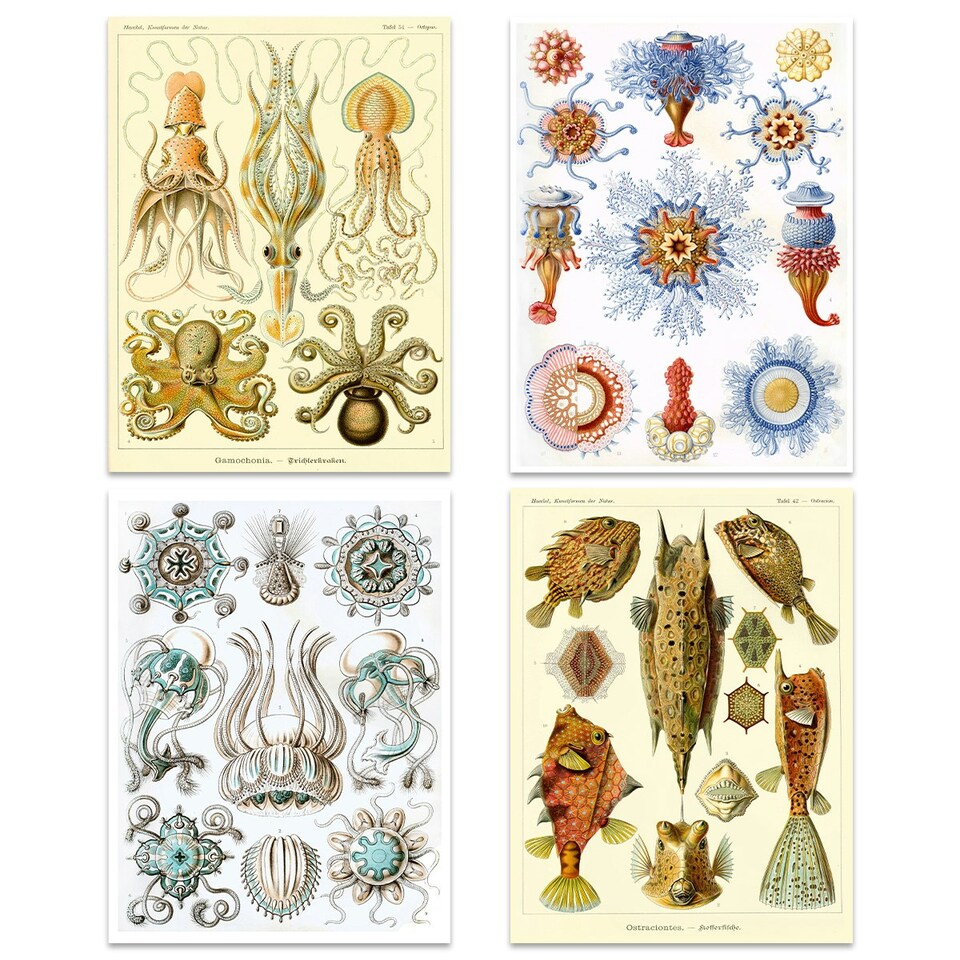 image 1 of Set of 4 Ernst Haeckel Nature Vintage Octopus Biology Sea Art Print Poster Home Decor 12x16 Inch