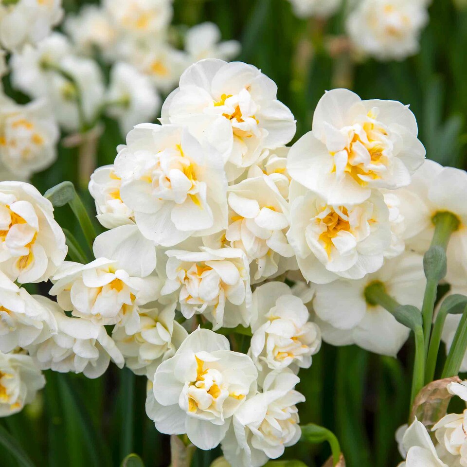 image 1 of Marshalls Garden Daffodil Bulbs 'Bridal Crown' 10 Bulbs