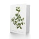 image 2 of Pierre-Joseph Redouté Art Card Italian Buckthorn Vintage Botanical