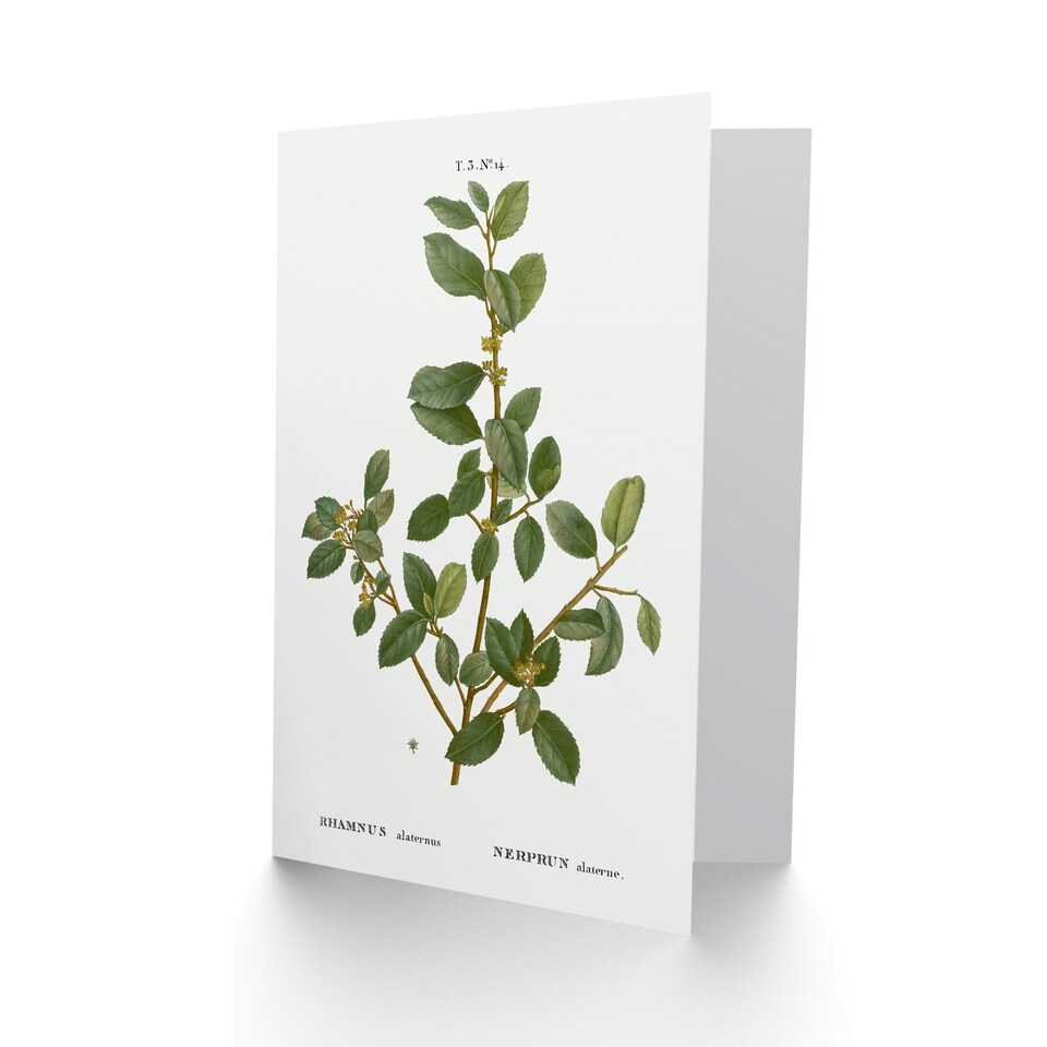 image 1 of Pierre-Joseph Redouté Art Card Italian Buckthorn Vintage Botanical