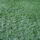 image 2 of Primrose Artificial Conifer Screening Roll Hedge Fence Privacy Border W3m x H1.5m