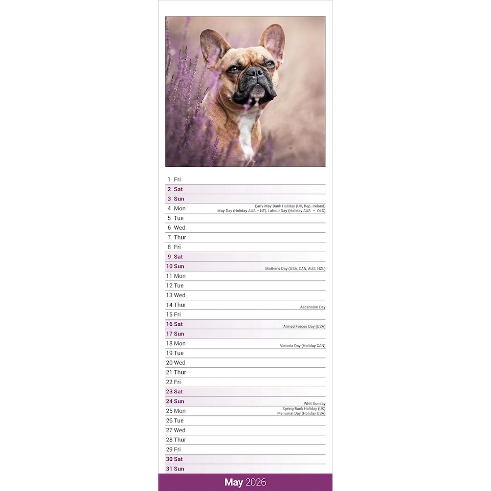 image 1 of French Bulldog Slim 2026 Calendar | Slimline Wall Calendar | Dog Breed Gift | Plastic Free Packaging | by Avonside Publishing [Calendar] Avonside Publishing Ltd