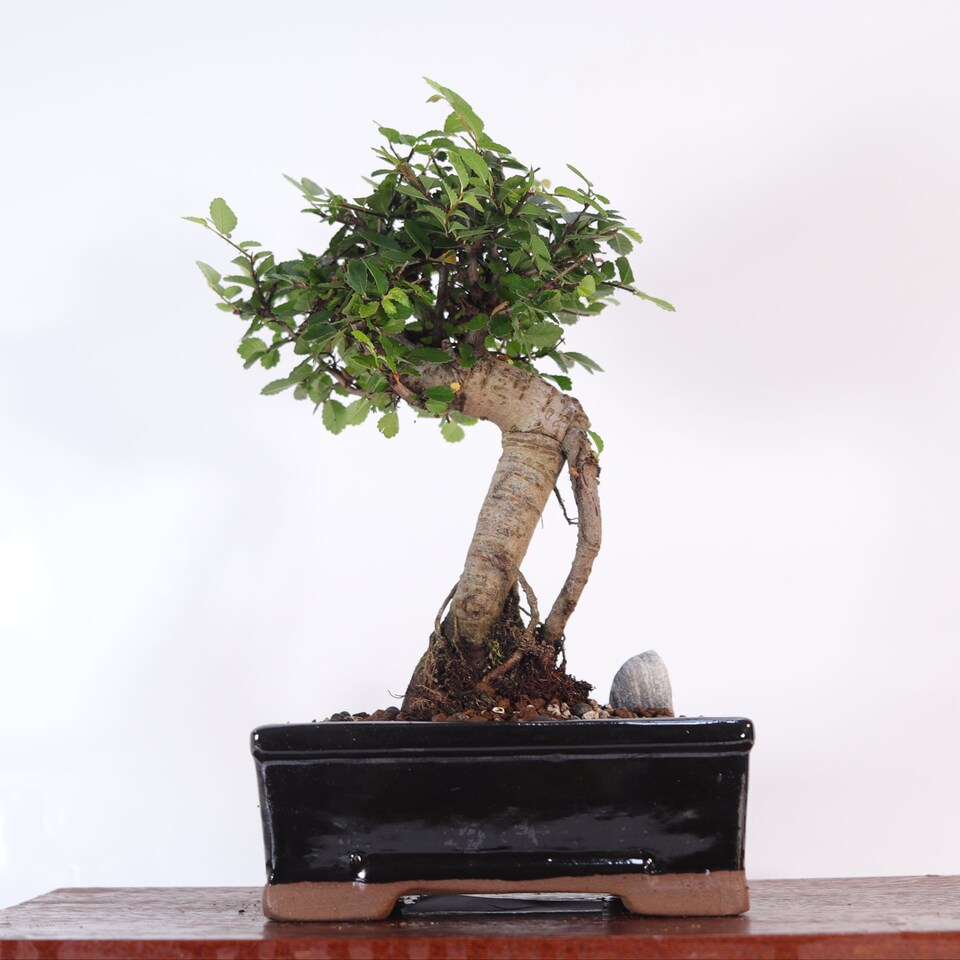 image 1 of Yorkshire Bonsai Chinese Elm (Ulmus Parvifolia) Bonsai Tree Broom In 16cm Pot Great Gift
