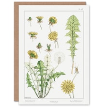 Maurice Pillard Verneuil Art Card Dandelion Flower Plant