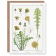 image 1 of Maurice Pillard Verneuil Art Card Dandelion Flower Plant
