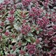 image 6 of Marshalls Garden Crassula 'Starlights Ruby' 3 plug plants