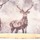 image 10 of Hamish Storm Printed Shade