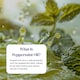 image 3 of Zipvit Peppermint Oil 150mg, High Purity Peppermint Extract, 180 Softgels, 2-Month Supply