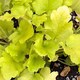 image 4 of Carbeth Plants Heuchera Lime Marmalade Plant in 3L Pot - Evergreen Perennial with Colourful Foliage