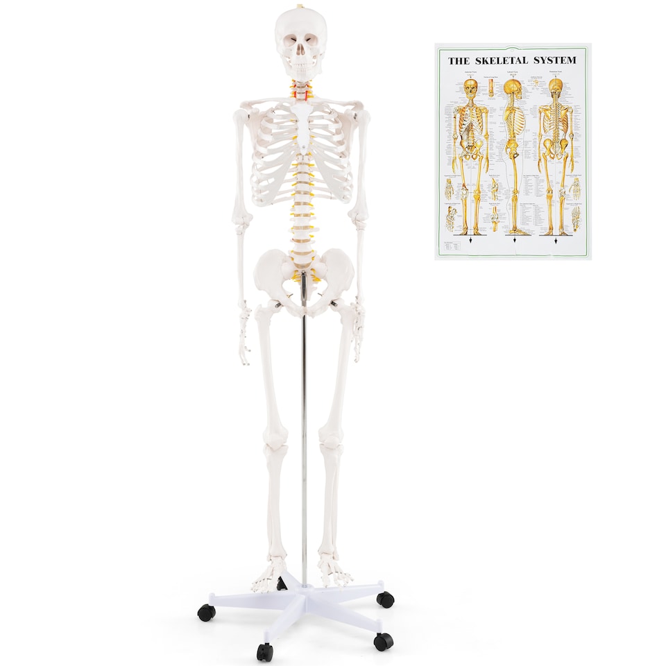 180 CM Life Size Human Skeleton Model for Anatomy - Tesco Groceries