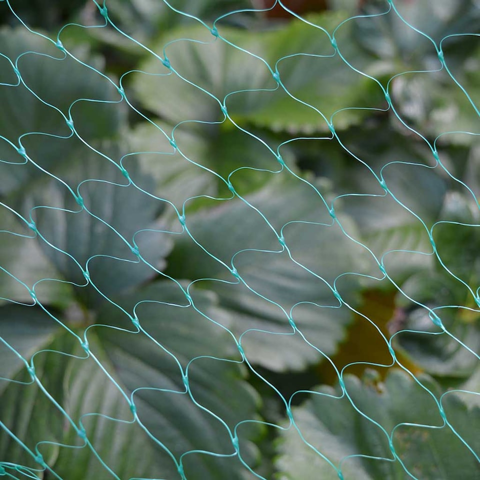 image 1 of Growers Choice Garden Netting Boxed 2m x 6m | Green