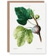 image 1 of Pierre-Joseph Redouté Art Card Vintage Botanical Ficus Carica Fig