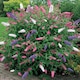 image 1 of Carbeth Plants 2 x Buddleia Davidii Tricolour Plant in 2L Pot - Pink, White and Purple Butterfly Bush - Ready to Plant