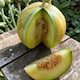 image 1 of Carbeth Plants 3 x Melon Ogen Vegetable Plant - 9cm Pot - Easy Grow Kitchen Garden