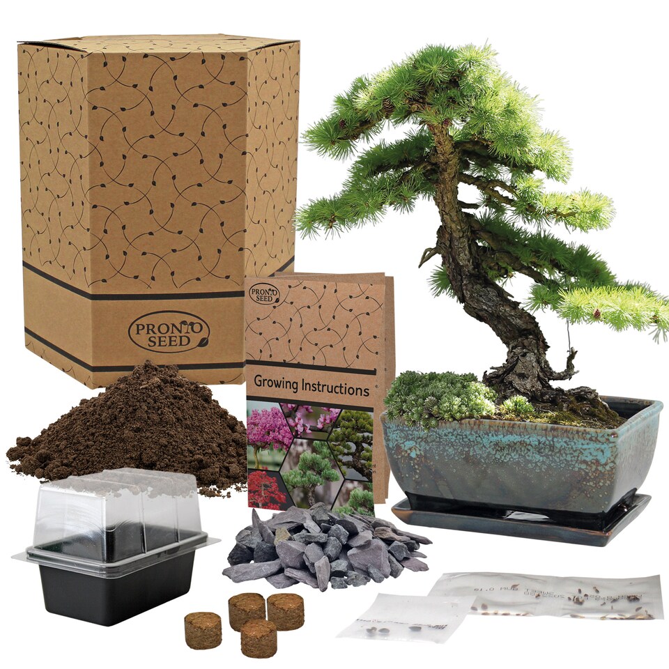 image 1 of Pronto Seed Bonsai Tree Kit with Traditional Bonsai Pot & 3 Bonsai Seed Varieties - Grow Your Own Bonsai - Gardening Gifts for Men