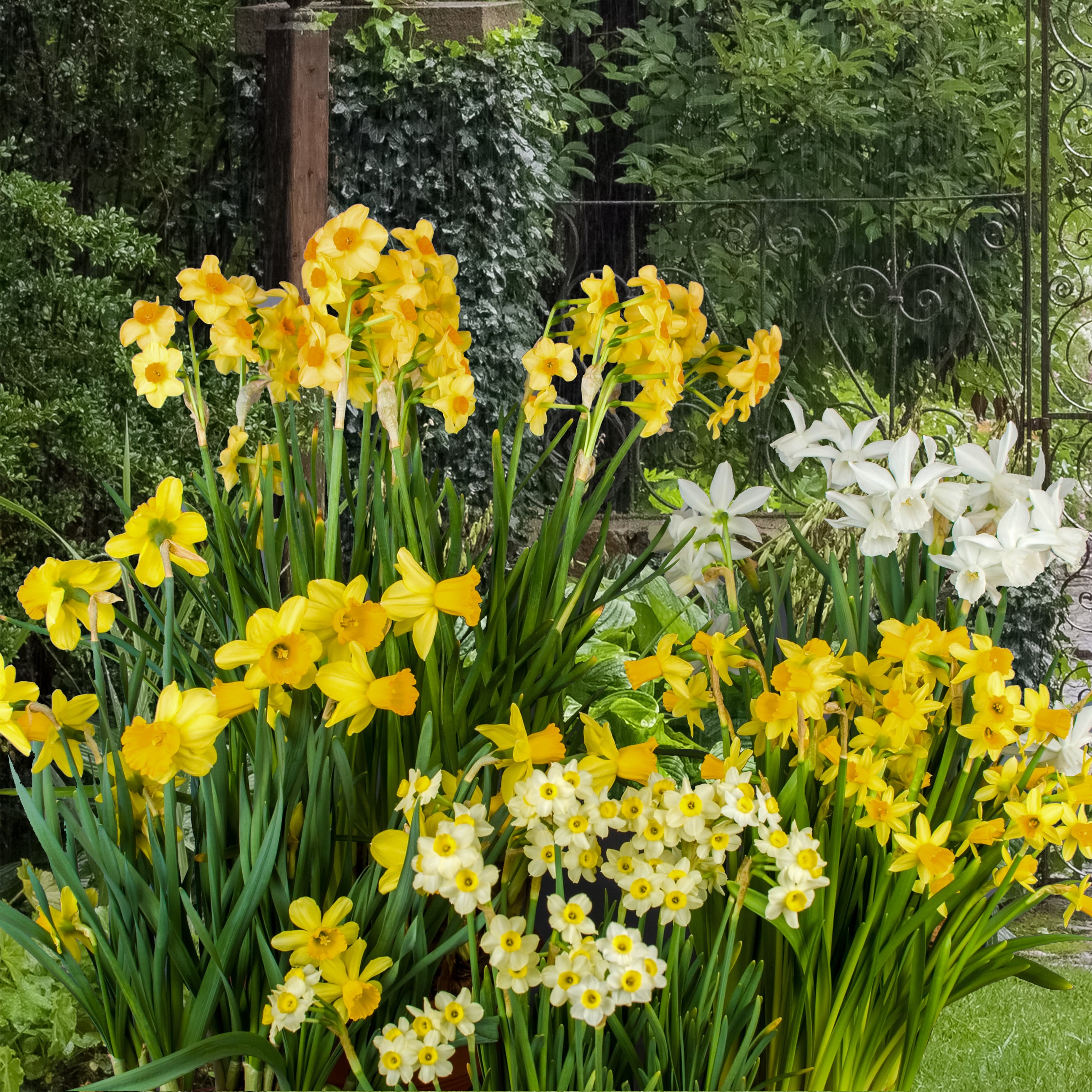 YouGarden Mini Mixed Daffodil Bulbs, 100 Spring Flowering Bulbs, Plant for Spring Flowering Bulb
