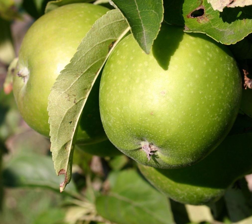Direct Plants Dwarf Patio Granny Smith Apple Fruit Tree 3-4ft Supplied in a 5 Litre Pot in Green