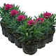 image 2 of Carnation Oscar Red Outdoor Plants 6 Pack 10.5cm | Multi