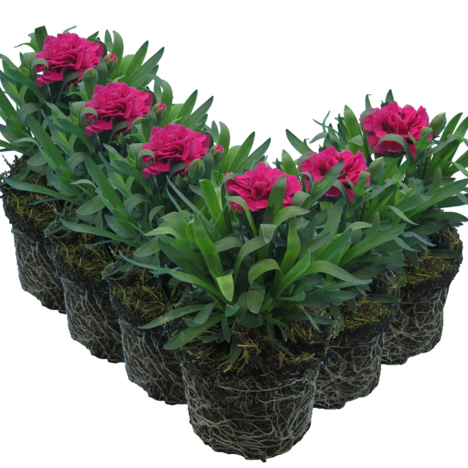 image 1 of Carnation Oscar Red Outdoor Plants 6 Pack 10.5cm | Multi