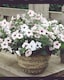 image 3 of Petunia Tidal Wave Silver Vigorous Bloom Bedding Plant for Gardens & Baskets. 1x Seed Packet.